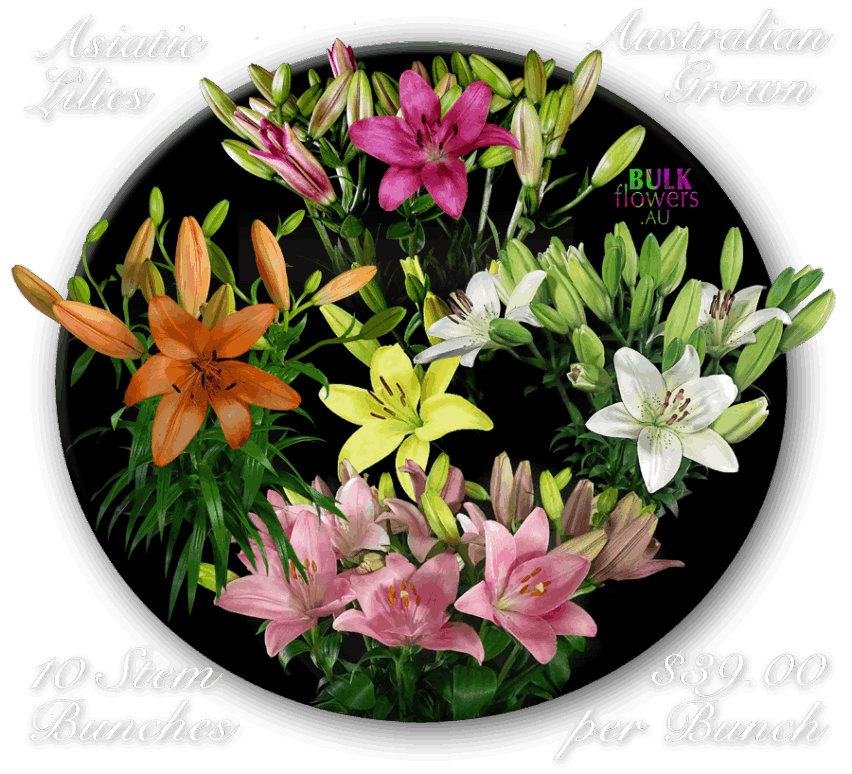 ASIATIC LILIES