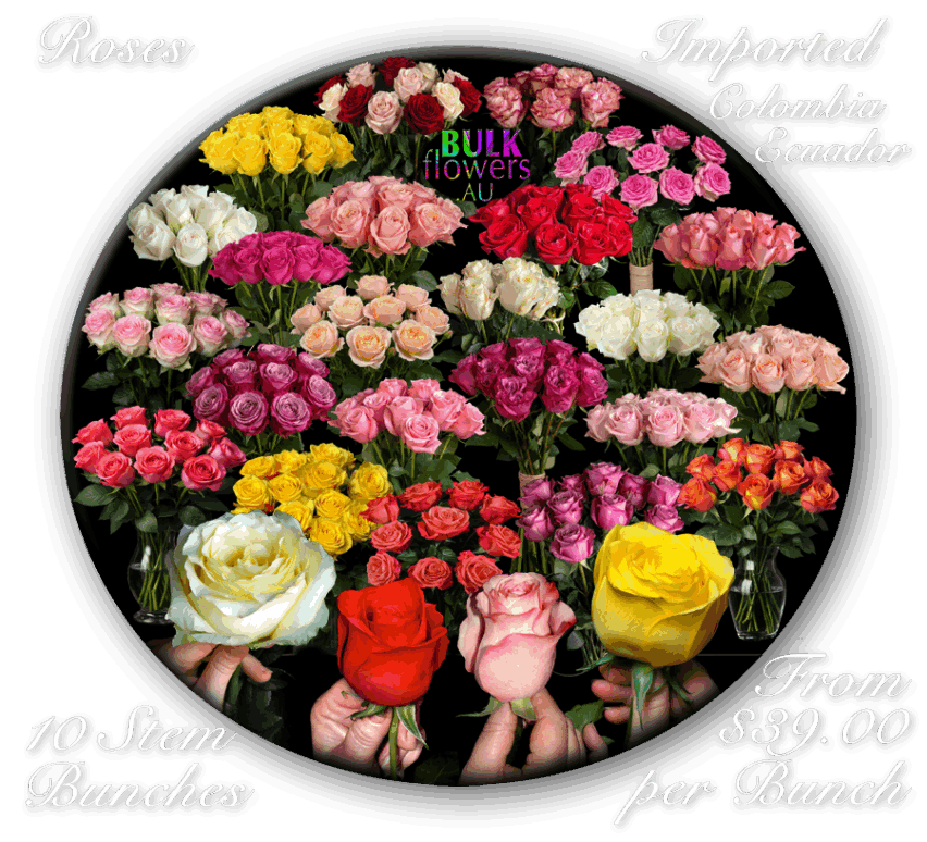 South American Roses