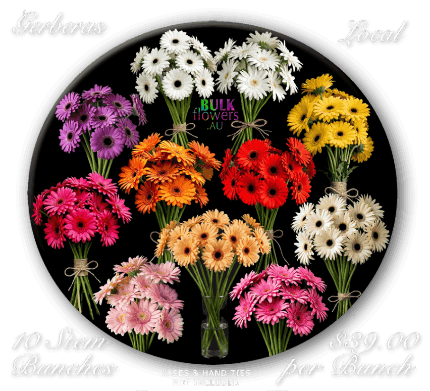 GERBERAS